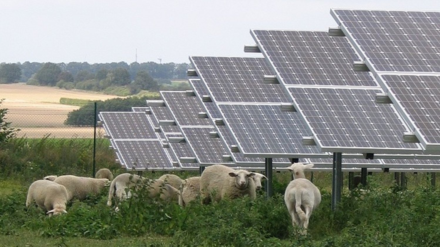 Freiflächensolaranlage auf einem grünen Feld mit weißen Schafen neben der Anlage